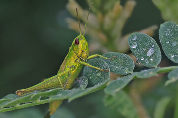 A small grasshopper sits in the early morning on the grass, covered with dew drops.
Dew drops on the grass in the early morning create a unique picture of peace and quiet.

