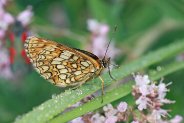 A small butterfly (Melitaea phoebe) sits on a blade of grass covered with dew, among a flowering...