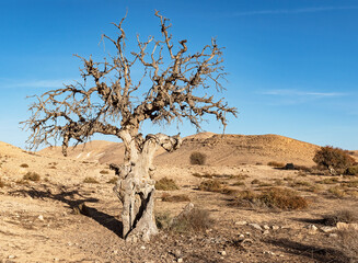 large dead Atlanic pistachio Pistacia atlantica tree in Nahal Wadi Lotz in the Negev in Israel with live trees in the stream bed in the background along with a clear blue sky