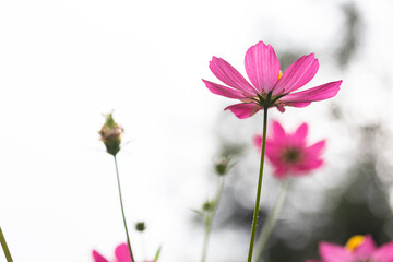 Fototapeta premium Pink Sulfur Cosmos, flowers blooming on a garden plant blurred green leaves in the backdrop bokeh from incoming light perfect as background image is white light behind it