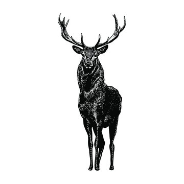 deer illustration isolated on white background