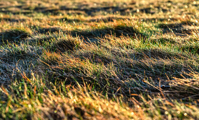 Wiese im Morgentau