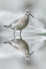 At mirror, fine art portrait of Curlew sandpiper (Calidris ferruginea)