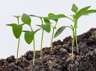 Two weeks seedling of bell pepper isolated on white background. Extreme macro view of bell peppers plant.