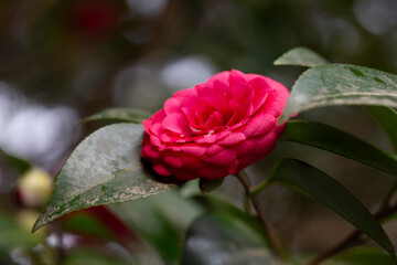 Flowers of Camellia - Camellia japonica - are in bloom