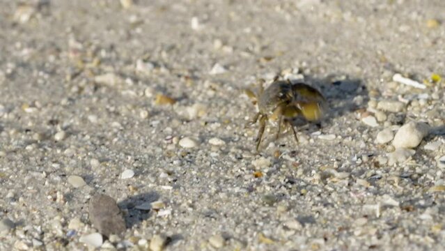 Medium close-up. Brownish beach crab scurries sideways across a wet coarse sand beach into the clear seawater.