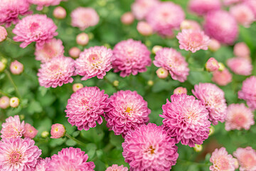 Background from pink dahlias. Holiday postcard. Soft focus.