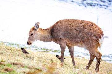 Beautiful spotted deer in the mountains against the background of green grass and snow. Fairytale spring landscape with wild animals.