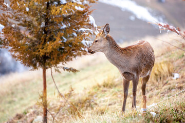 Obraz premium Beautiful spotted deer in the mountains against the background of green grass and snow. Fairytale spring landscape with wild animals.