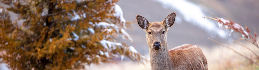 Beautiful spotted deer in the mountains against the background of green grass and snow. Fairytale...