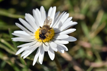 Schwebfliege auf einer Gänseblümchenblüte