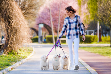 White Bichon Frise dogs walking next to its owner on sunny day.