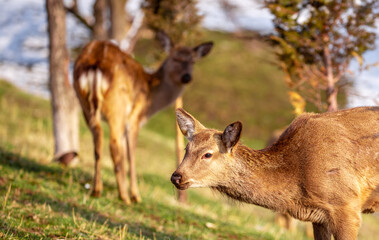 Beautiful spotted deer in the mountains against the background of green grass and snow. Fairytale spring landscape with wild animals.