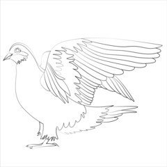 Fototapeta na wymiar coloring page for independent leisure with the image of a pigeon.