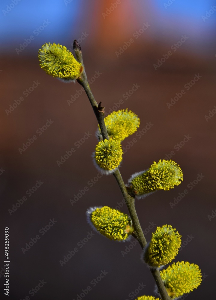 Canvas Prints branch of willow