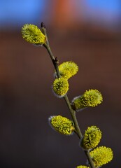 branch of willow