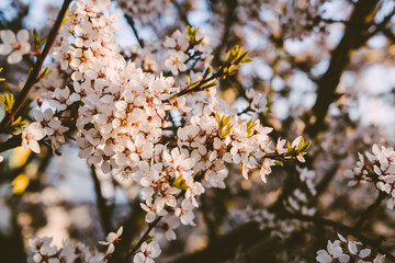 blossom in spring