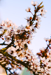 Cherry blossoms in the park
