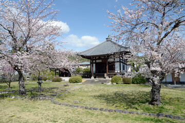 春の大沢池　聖天堂　京都市右京区嵯峨