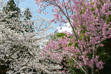 白とピンクの桜