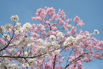白とピンクの桜　花模様