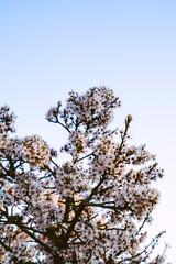 Cherry blossoms in the park