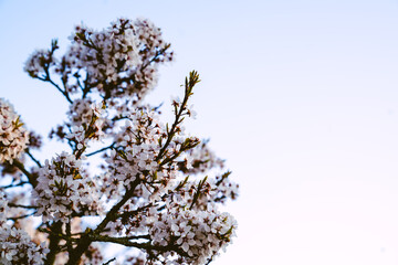 Cherry blossoms in the park