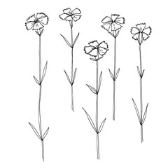 Wildflowers, field carnation pink flower. Vector sketch of summer flowers