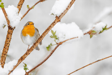 Rotkehlchen im Schnee, Wintereinbruch im Frühling
