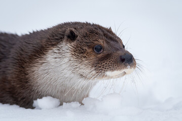 A close-up portrait of an otter in winter in the snow, whiskers and head strewn with snowflakes and...