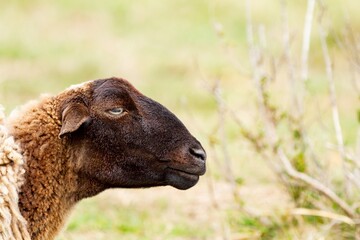 Fototapeta premium Black headed sheep grazing in meadow, farm animal.