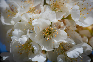 close up of blossom plum 