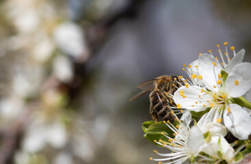 Blossoming branch with honeybee and flowers of cherry plum. Lens flare and soft focus, bee on a flower