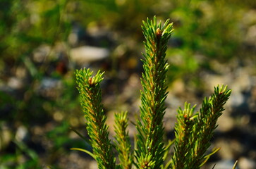 Horizontal close-up picture of a green spruce tree branch at autumn daytime. selective focus background.