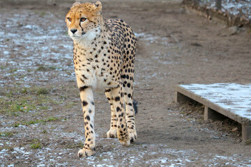 Close-up on a beautiful cheetah. The cheetah is a carnivorous mammal of the cat family. The fastest of all land mammals is the cheetah.