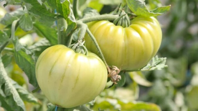 Organic tomato/Tomate bio