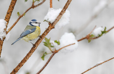 Blaumeise im Schnee, Wintereinbruch im Frühling