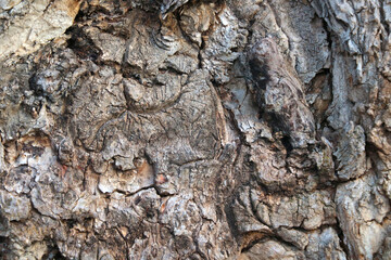 Close-up of the bark of the old tree, the texture of the tree, the background.