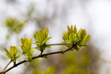 Young, succulent leaves of boxwood, green defocus background. Evergreen Garden, selective focus