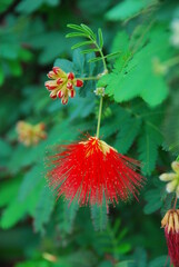 合歓の花