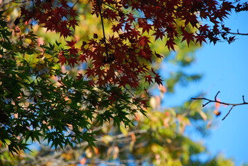 紅葉のはじまり