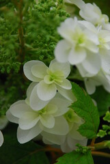 カシワバアジサイ