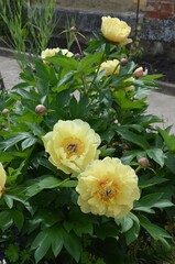Blooming intersectional yellow peony 'Garden Treasure'
