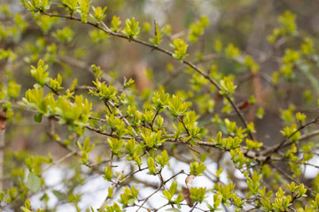 Young, succulent leaves of boxwood, green defocus background. Evergreen Garden, selective focus