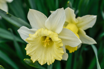 Fototapeta premium daffodils in the garden