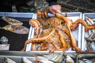 octopus in fish market in catania, sicily, italy, europe - obrazy, fototapety, plakaty