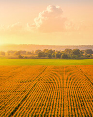Vue de dessus du champ de maïs au coucher ou au lever du soleil avec un ciel nuageux.