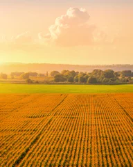 Foto op Plexiglas Oranje Bovenaanzicht van het maïsveld bij zonsondergang of zonsopgang met een bewolkte hemel.