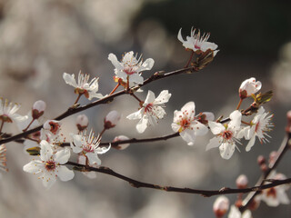 branch of plum tree with blooming white flowers on blured background.
