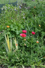 Blooming peony, Paeonia officinalis 'Anemoniflora'